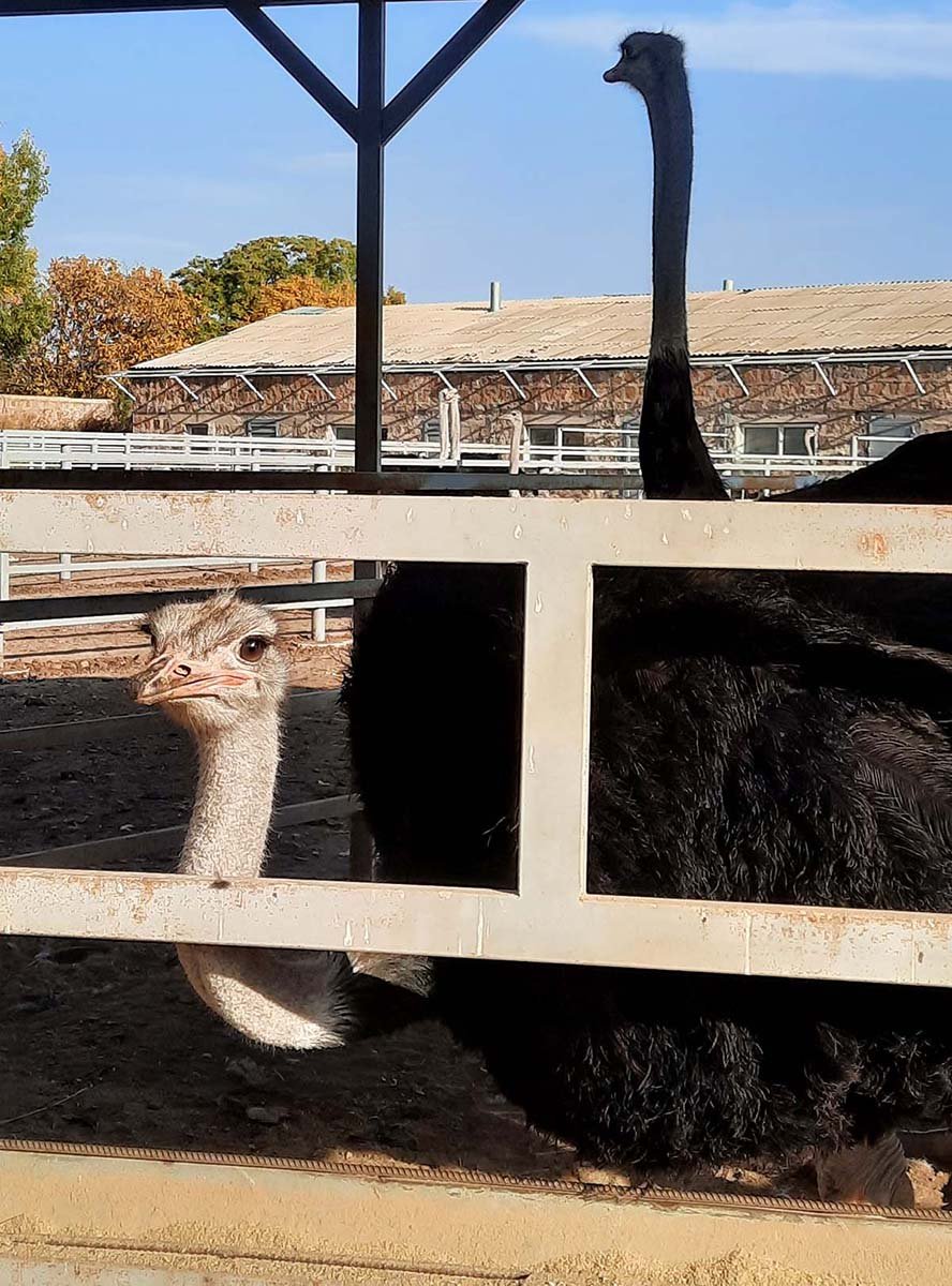 Ostrich Garden Armenia