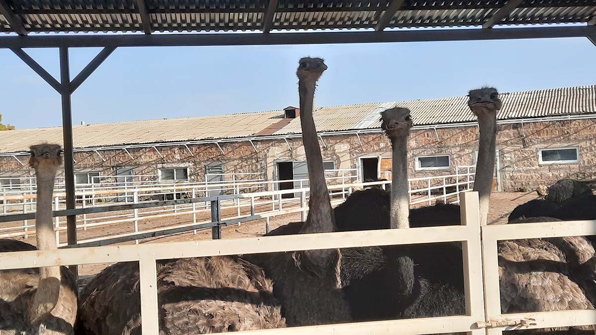 Ostrich Garden, Ջայլամների ֆաբրիկա