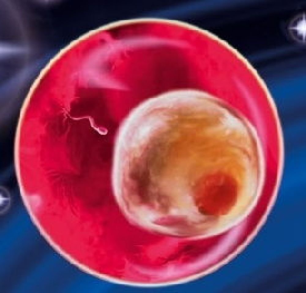 Հղիության երրորդ շաբաթը