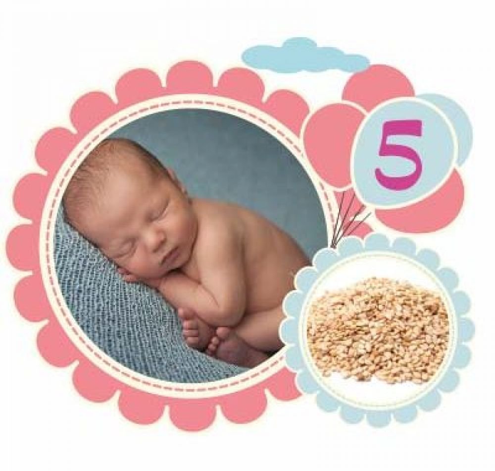 Հղիության հինգերորդ շաբաթը