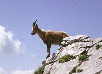 Վարդան Այգեկցի – Այրի կինը և նրա որդին (առակ)