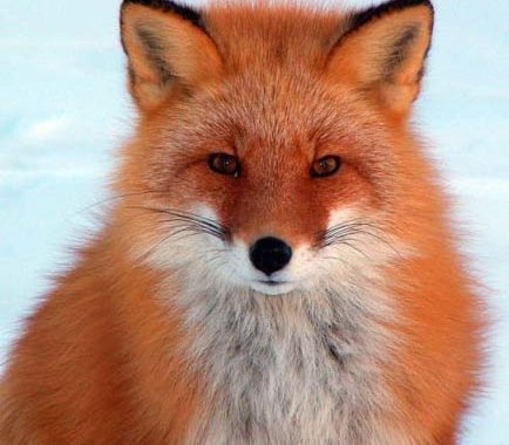 Պոչատ աղվեսը