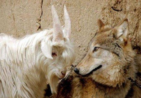 Վարդան Այգեկցի – Այծերը ու գայլերը (առակ)