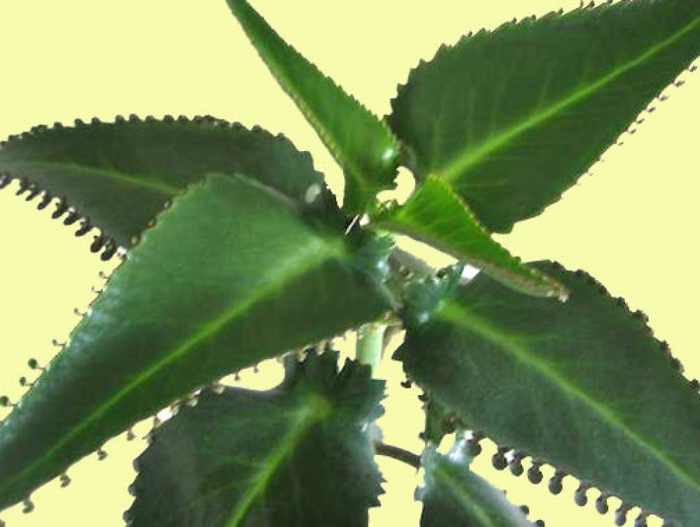 Կալանխոե՝ հղիության ժամանակ