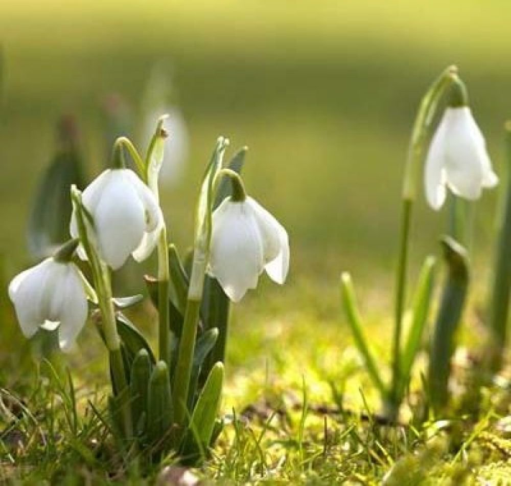 Գարունն ինչով է գալիս